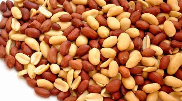 تصویر 3 از فروش بادام زمینی تازه + قیمت خرید به صرفه